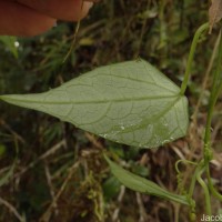 Zehneria thwaitesii (Schweinf.) C.Jeffrey